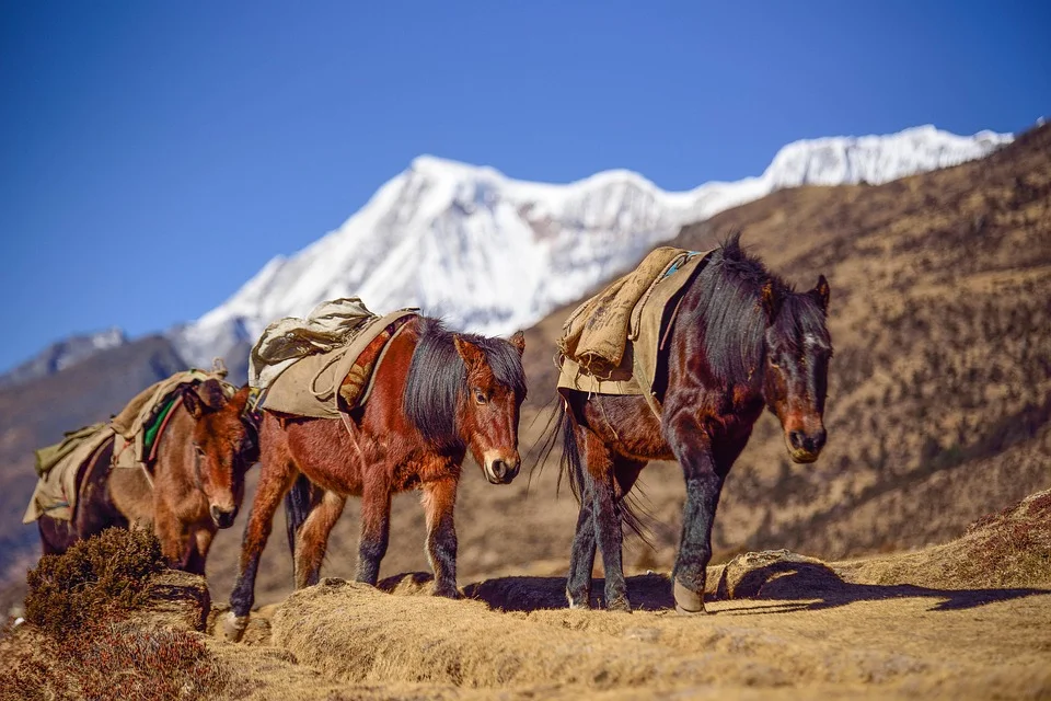 Horse Riding
