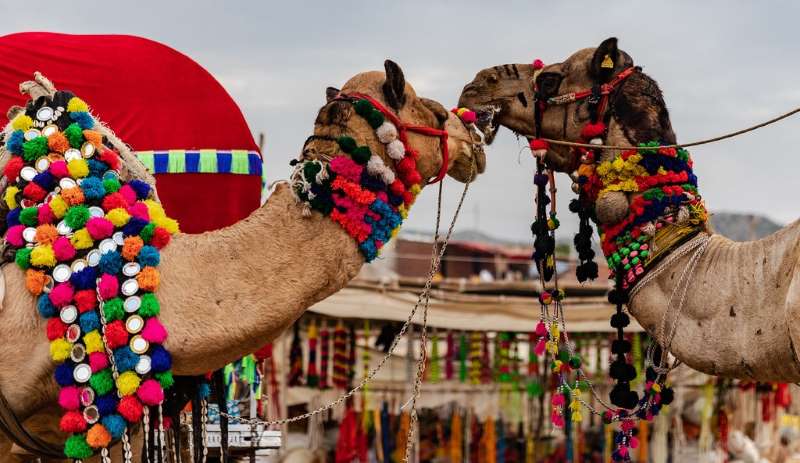 Pushkar Fair