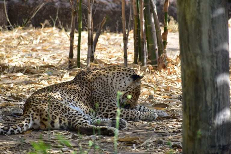 Tiger safari tours