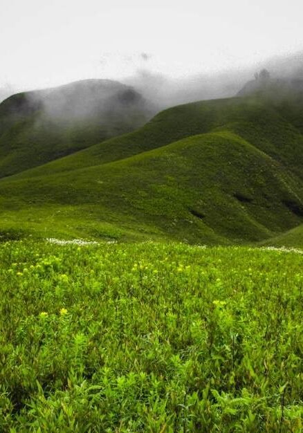 Dzukou Valley in Nagaland