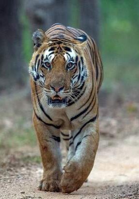 Tiger safari Solo Tour