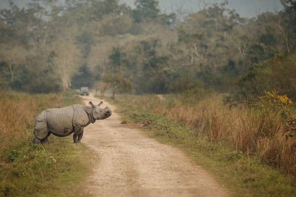 Indian Rhinoceros