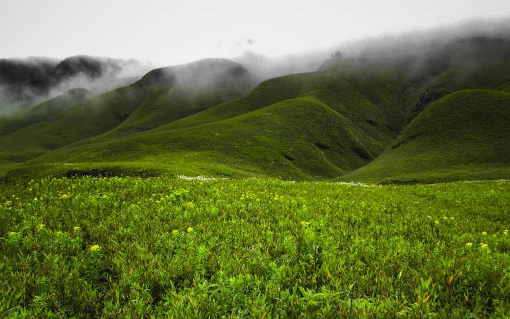 Dzukou Valley in Nagaland